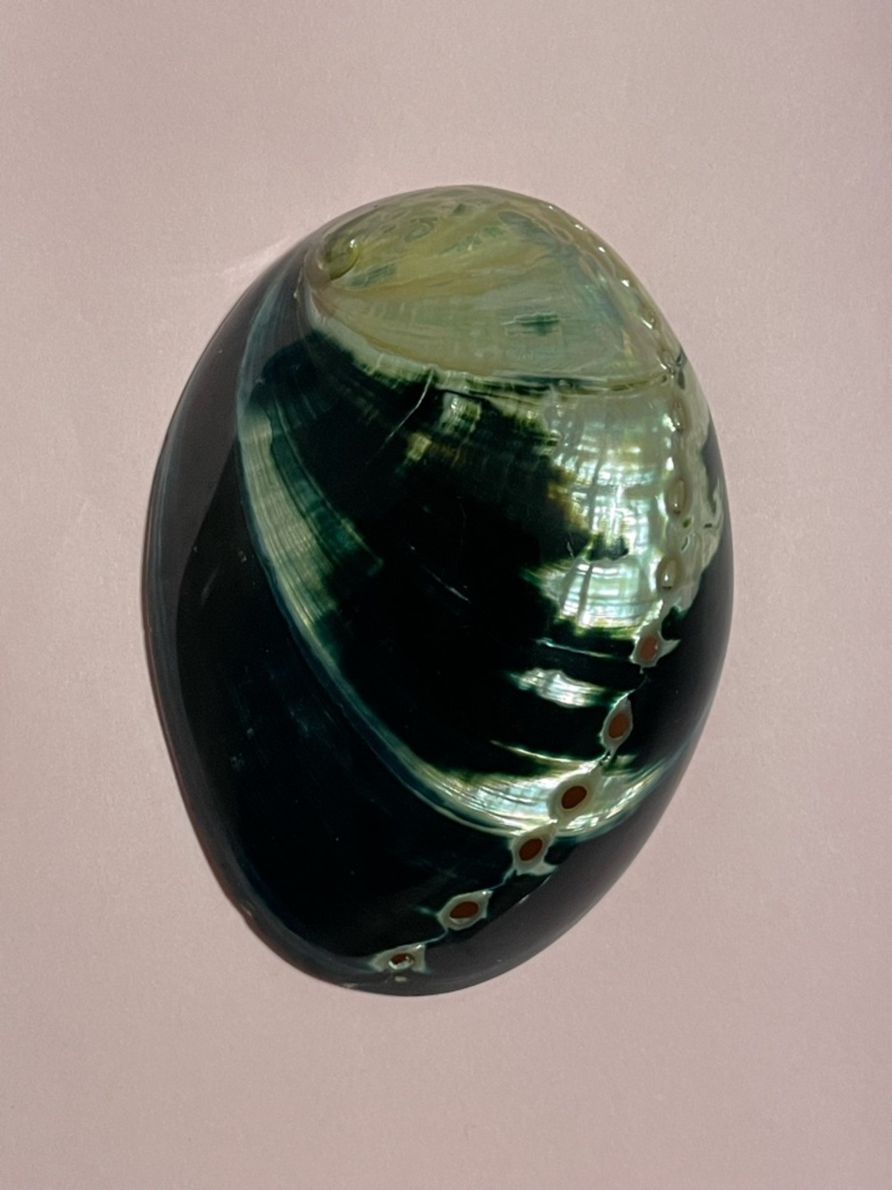 Vintage Large Abalone Accessory Jewelry Shell